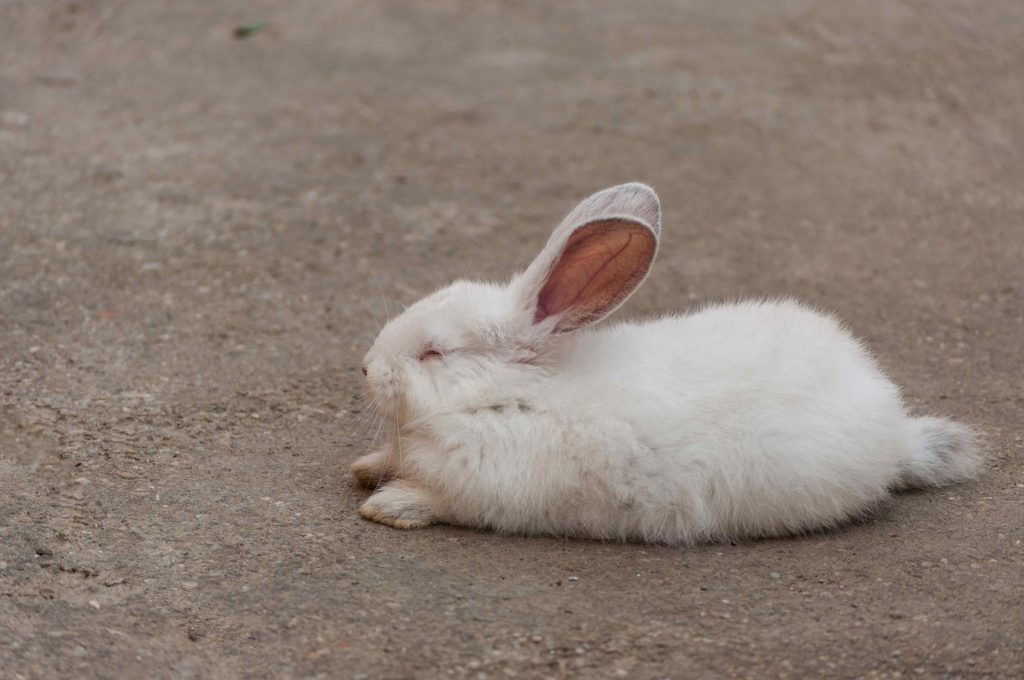 Why Do Rabbits Breathe So Fast