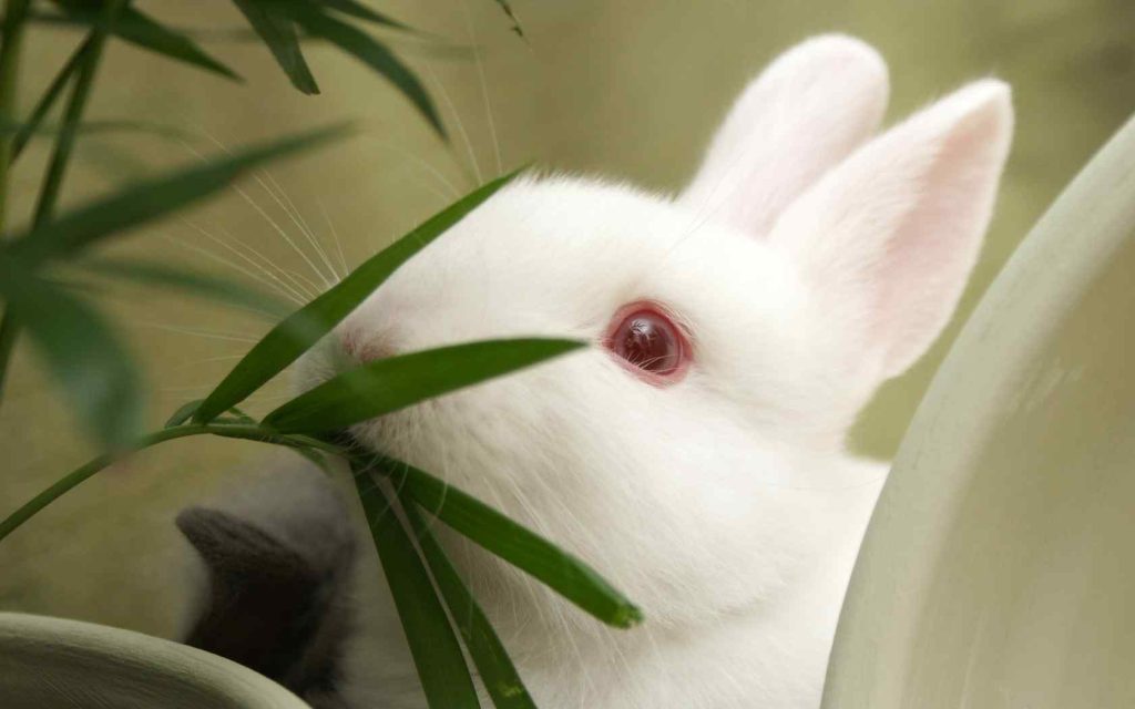 What Smell Do Rabbits Hate