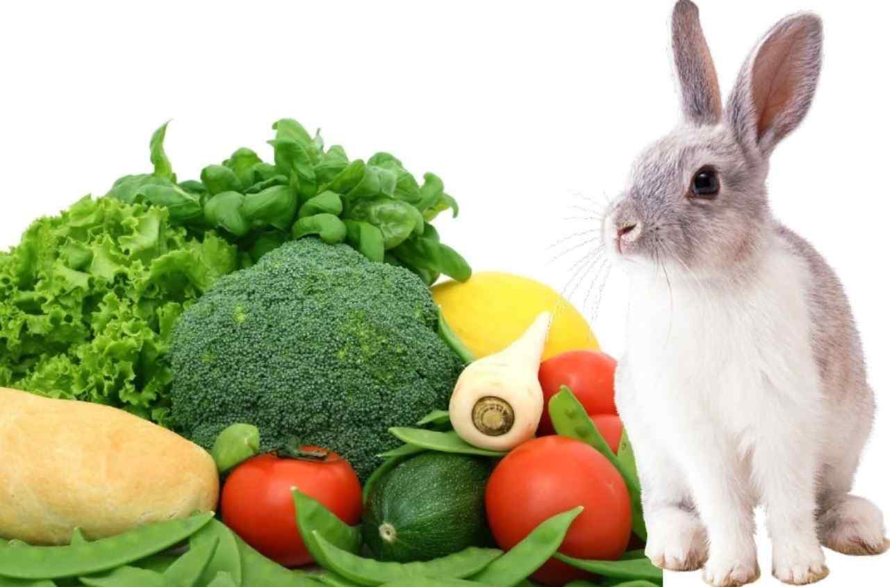What Human Food Can Rabbits Eat