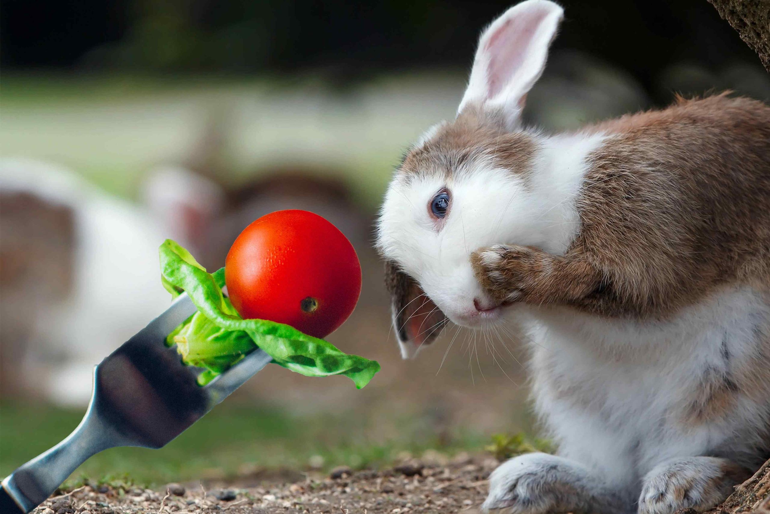 What Human Food Can Rabbits Eat