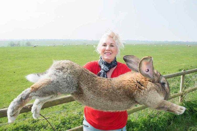 Flemish Giant Rabbits