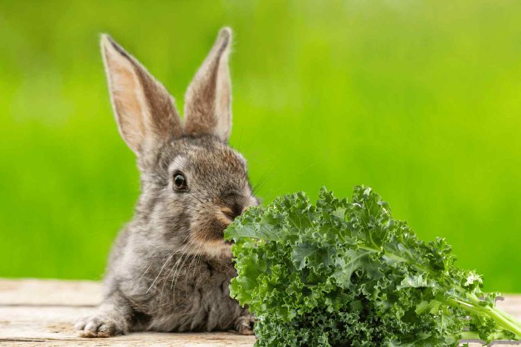 How Much Kale Can Rabbits Eat