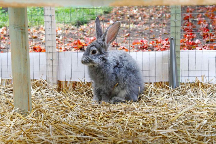 Why Do Rabbits Breathe So Fast