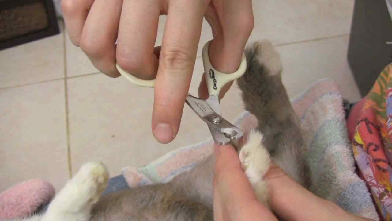 Rabbits Nails