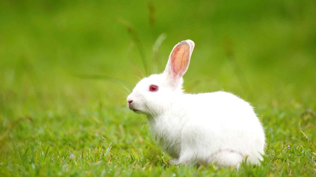 What Temperature Is Good For Rabbits