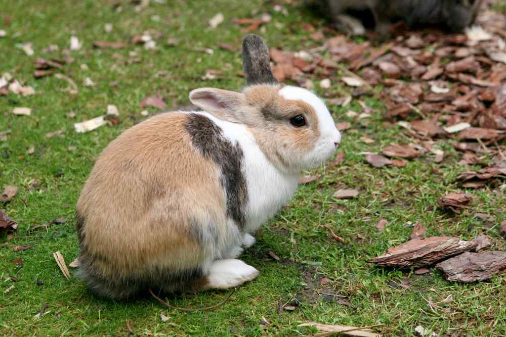 Snuffles In Rabbits At Home