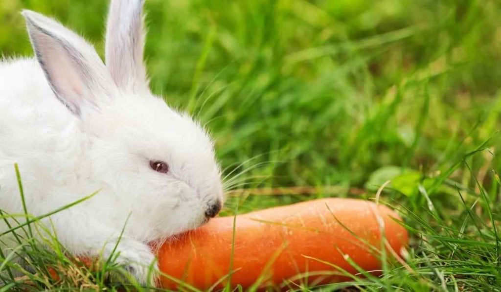 How Much Kale Can Rabbits Eat