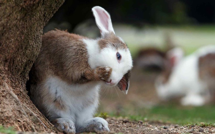 Rabbits smell