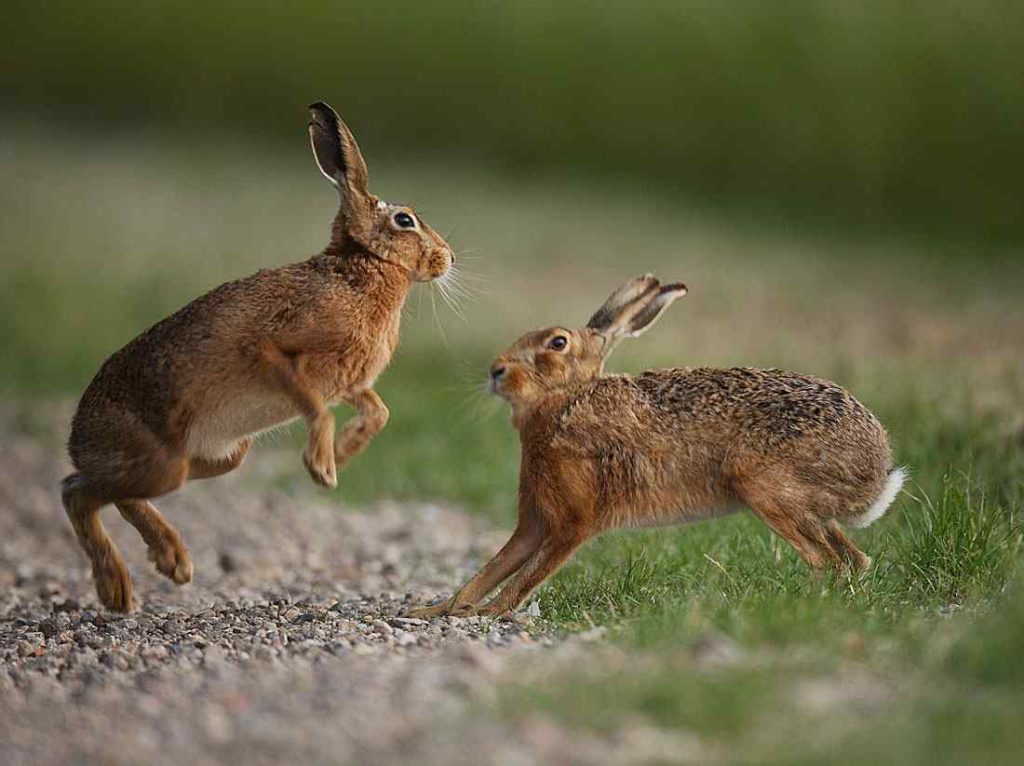 Rabbits Jump