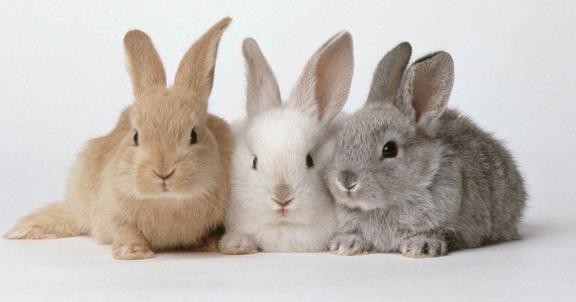 Lop Rabbits Live
