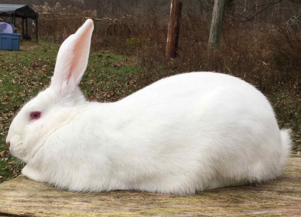 How Much Do Flemish Giant Rabbits Cost