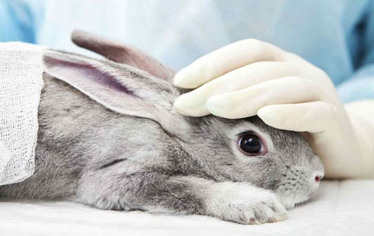 rabbits nurse