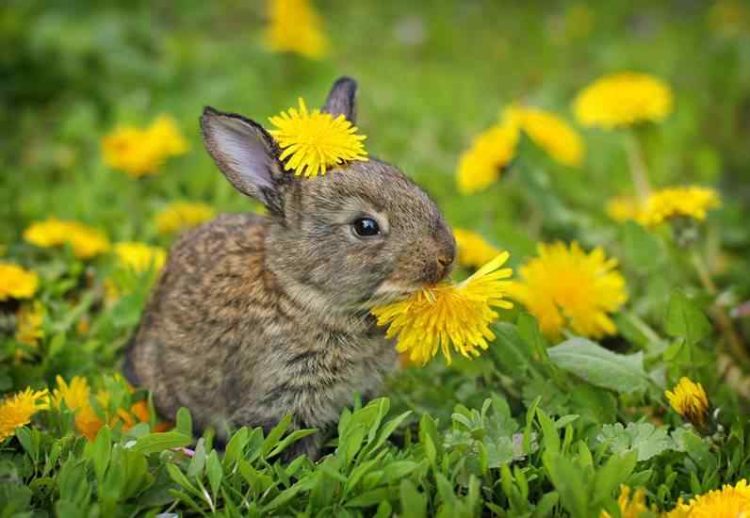 Dandelions Can Rabbits Eat