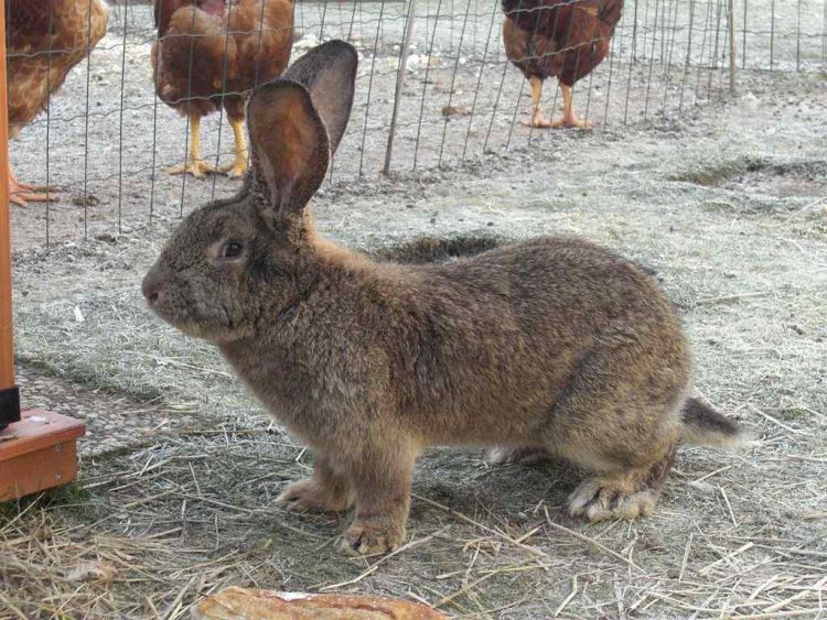 Flemish Giant Rabbits CostHow Much Do Flemish Giant Rabbits
