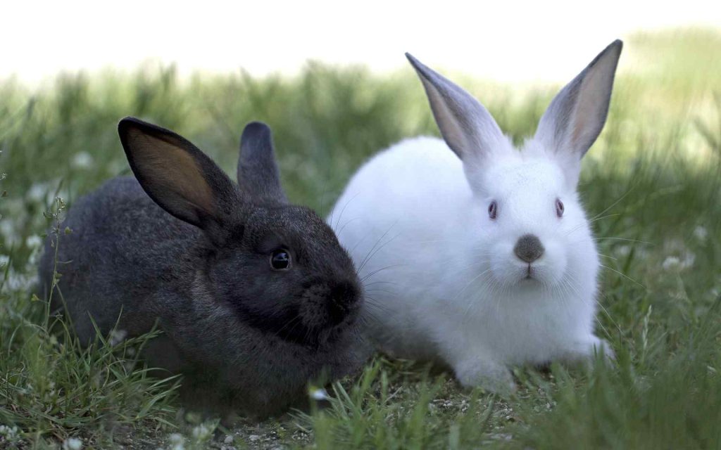 Rabbits Thump