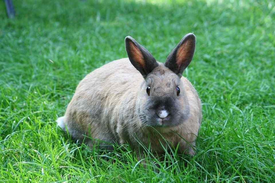 How Much Do Flemish Giant Rabbits Cost