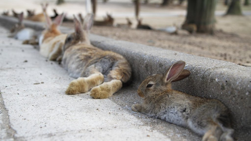 What Causes Rabbits To Die Suddenly