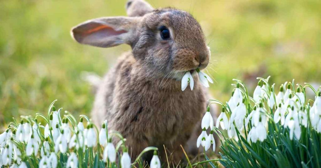 Dandelions Can Rabbits Eat