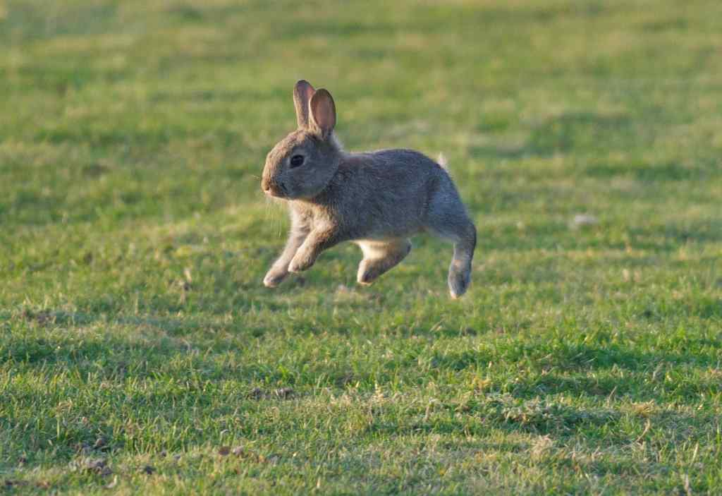 Rabbits Jump 