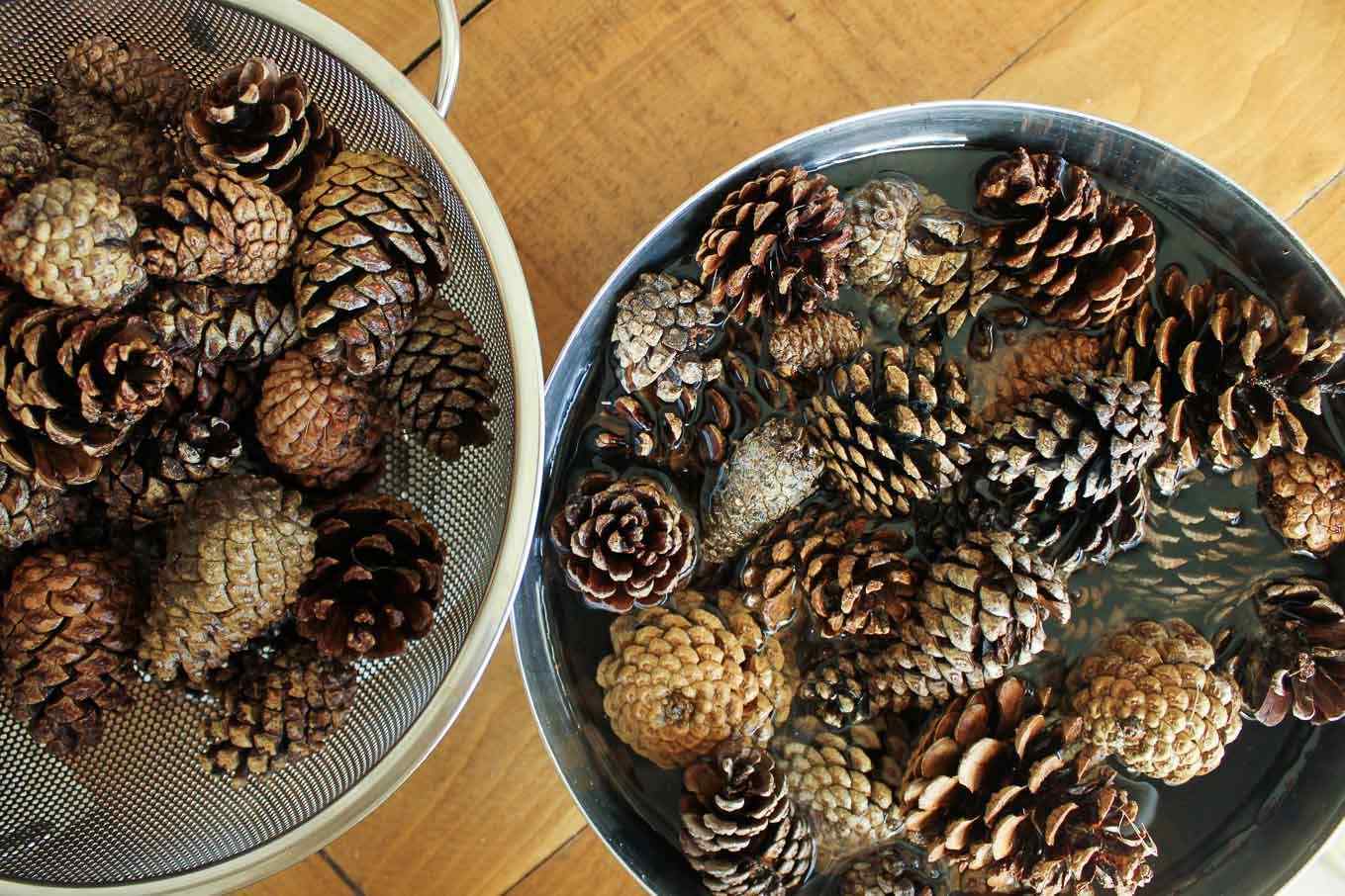 Pine Cones For Rabbits