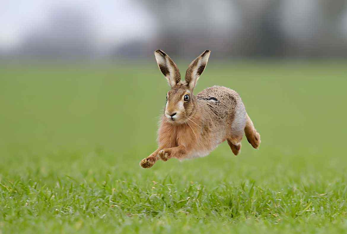 Rabbits Jump 
