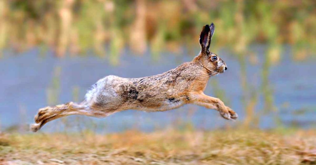 Rabbits Jump