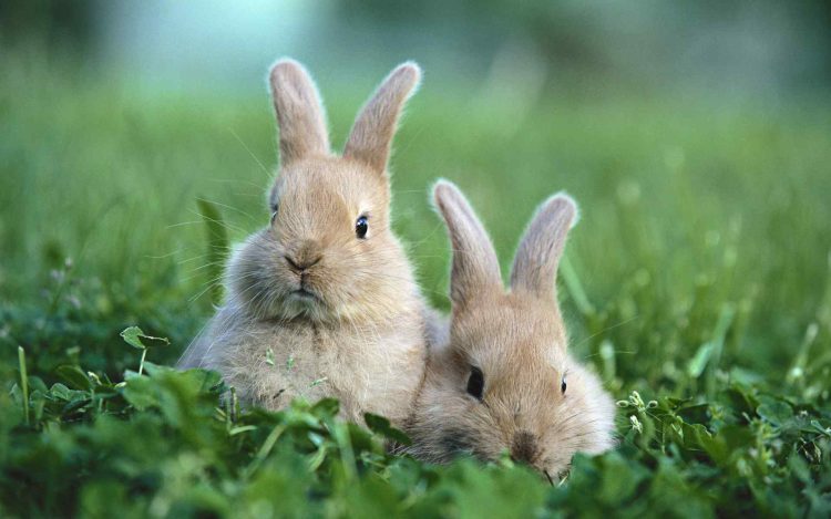 Rabbits Live Outside