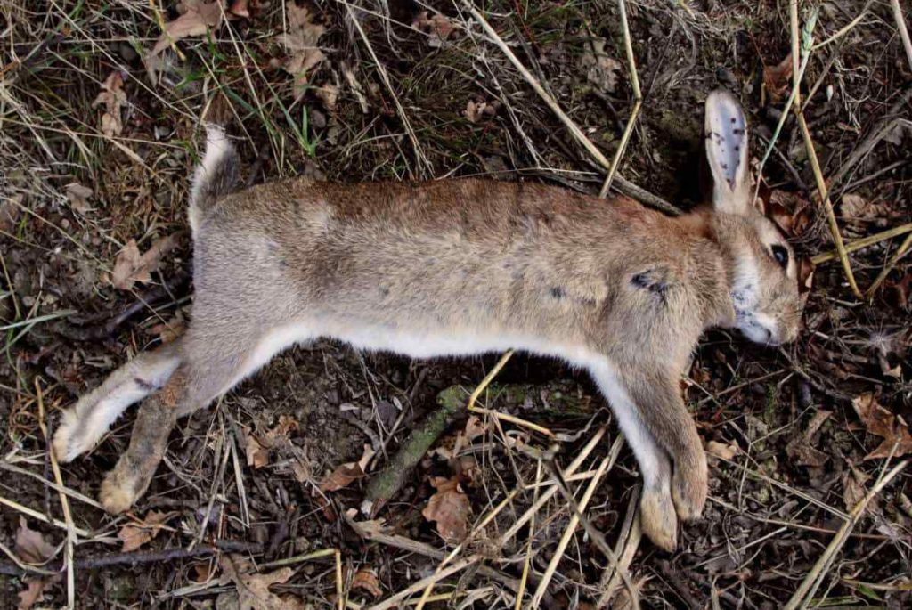 What Causes Rabbits To Die Suddenly
