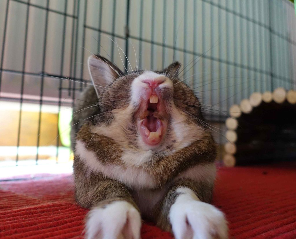 Rabbits Scream