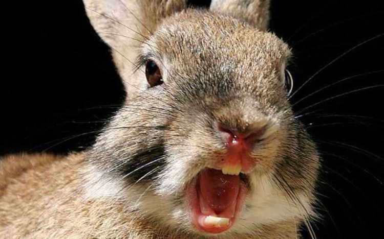 Rabbits Scream