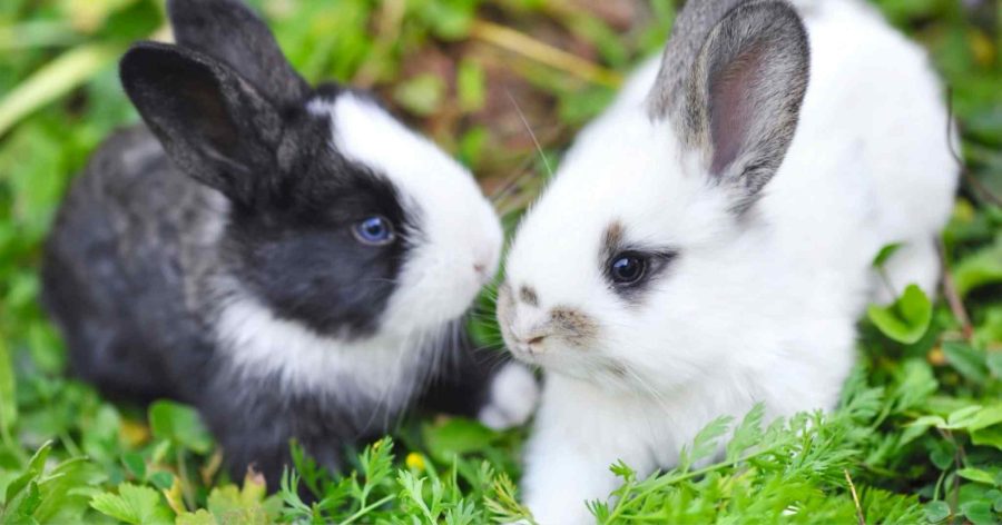 rabbits nurse