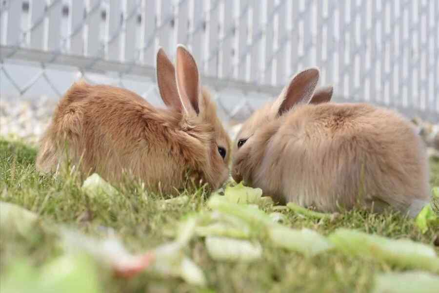 Rabbits Close Their Eyes