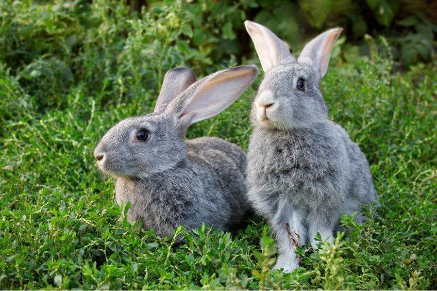  Rabbits