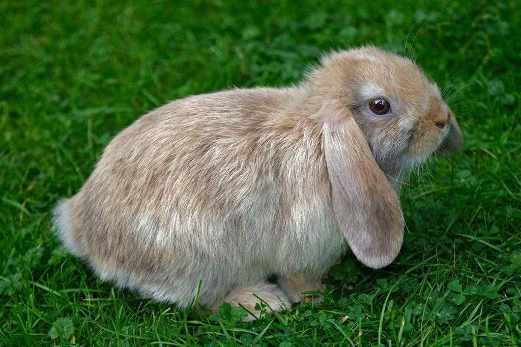 How Long Do Lop Eared Rabbits