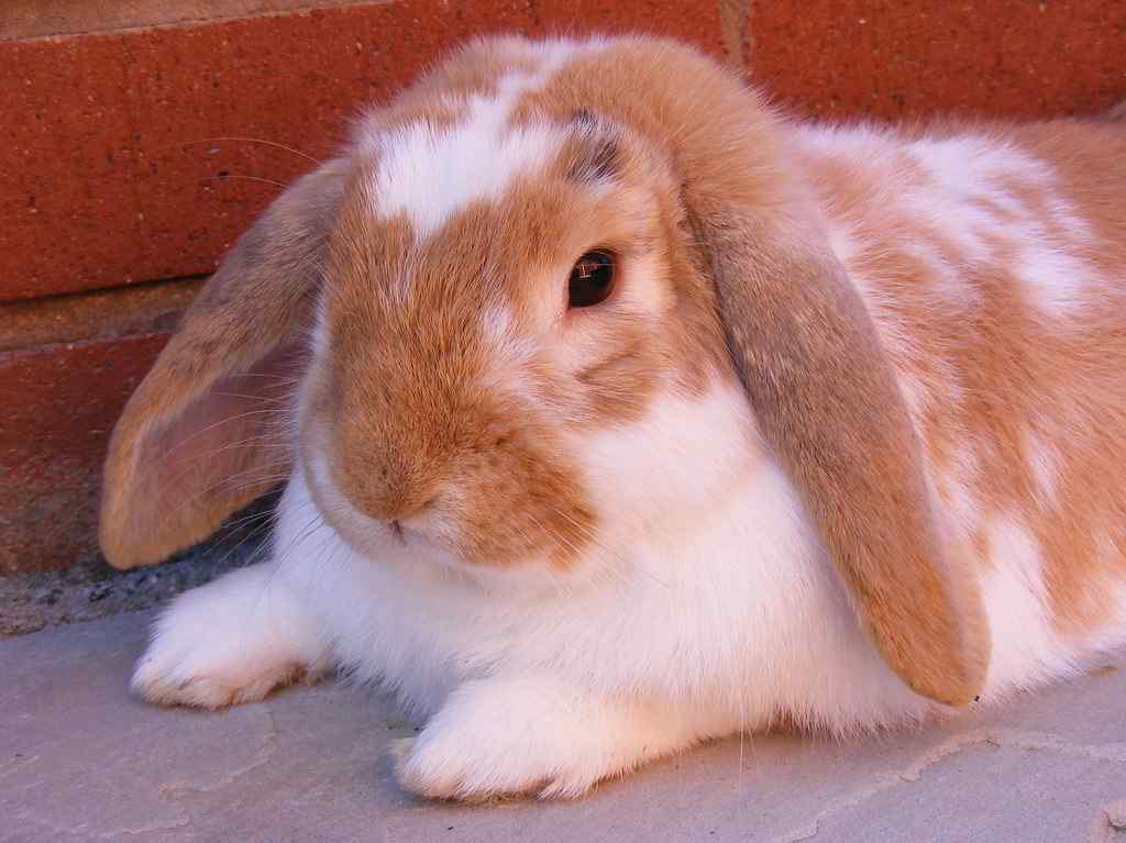 How Long Do Lop Eared Rabbits