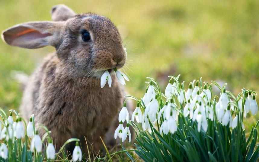 What Flowers Can Rabbits Eat