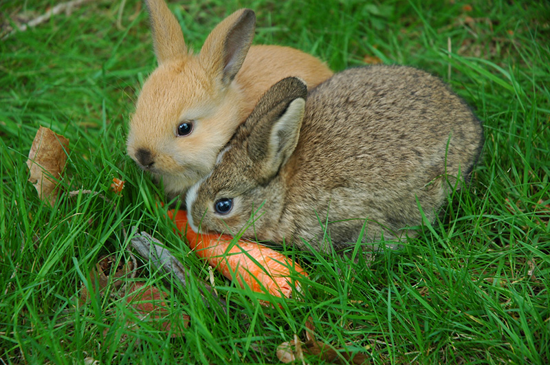 Why Do Rabbits Eat Their Own Babies