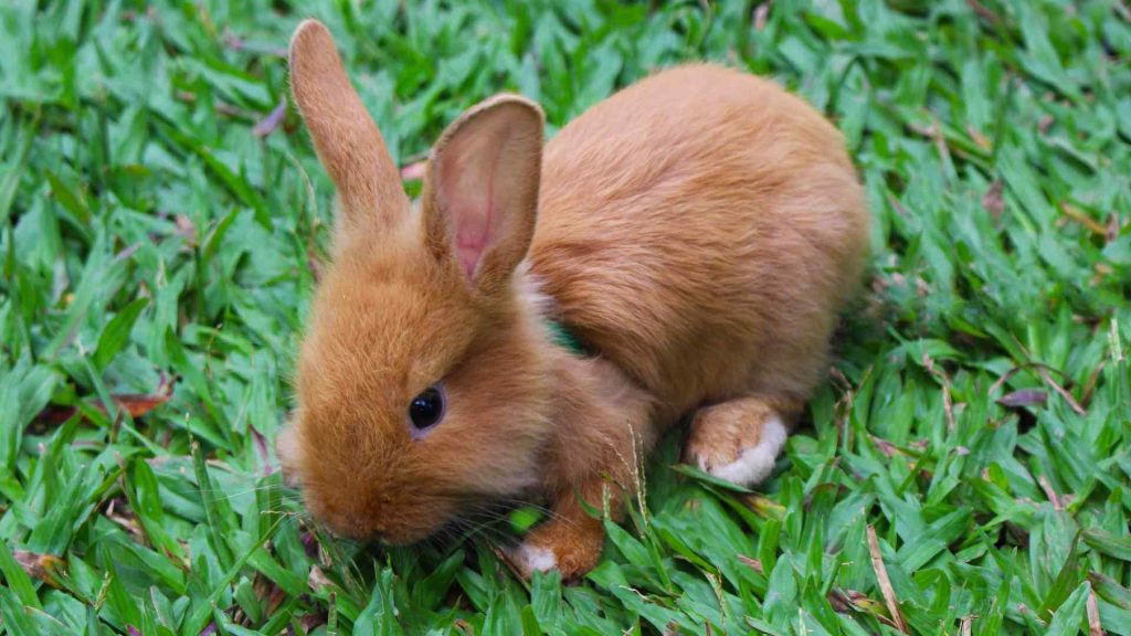 Rabbits Lay In Their Poop