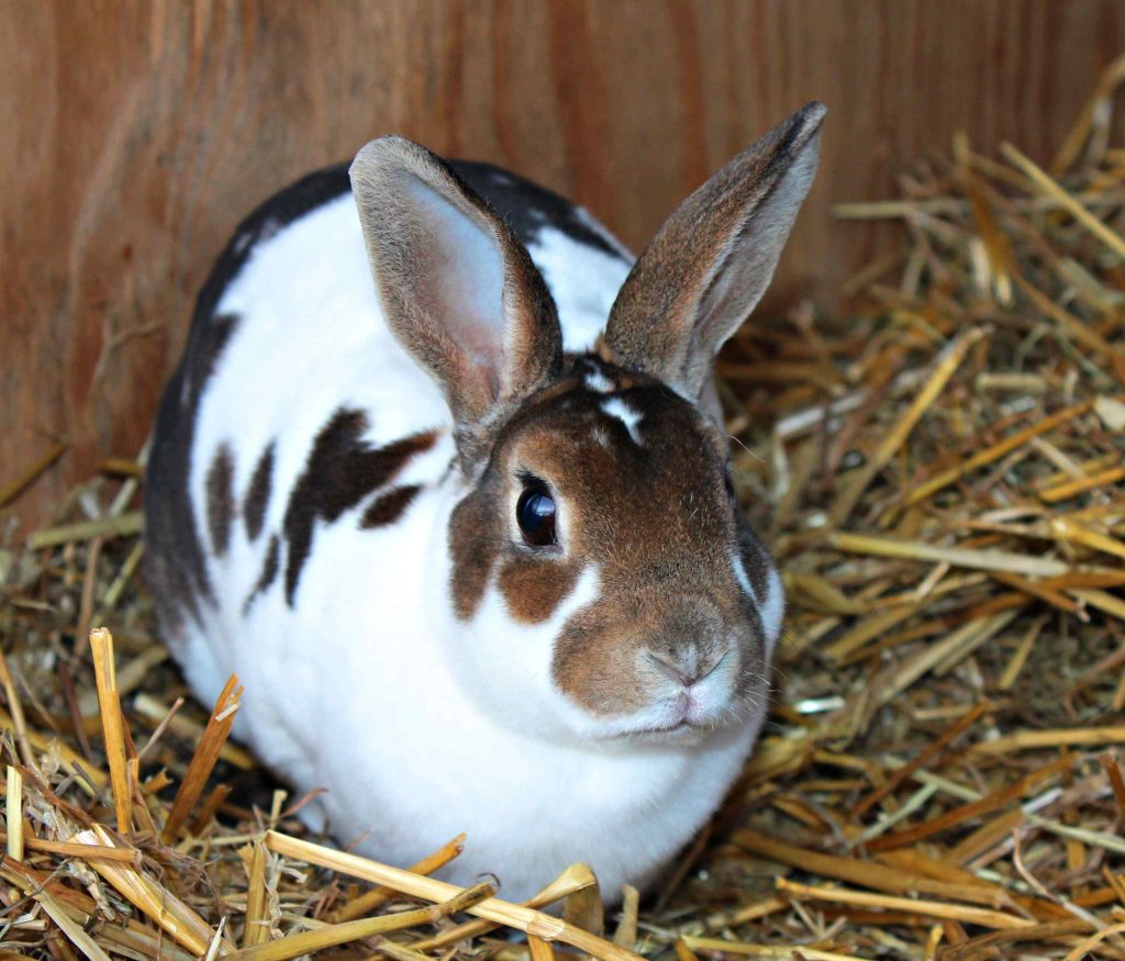 How Much Are Mini Rex Rabbits