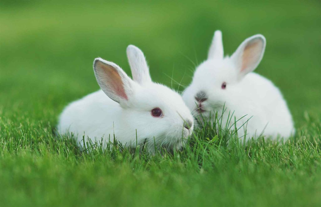 Baby Rabbits
