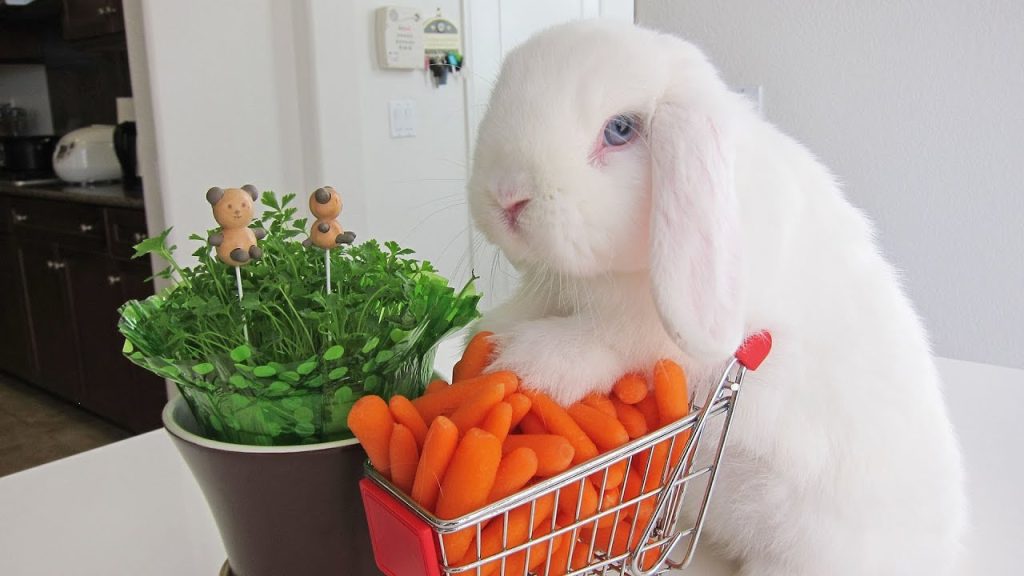 How To Sell My Rabbits Quickly