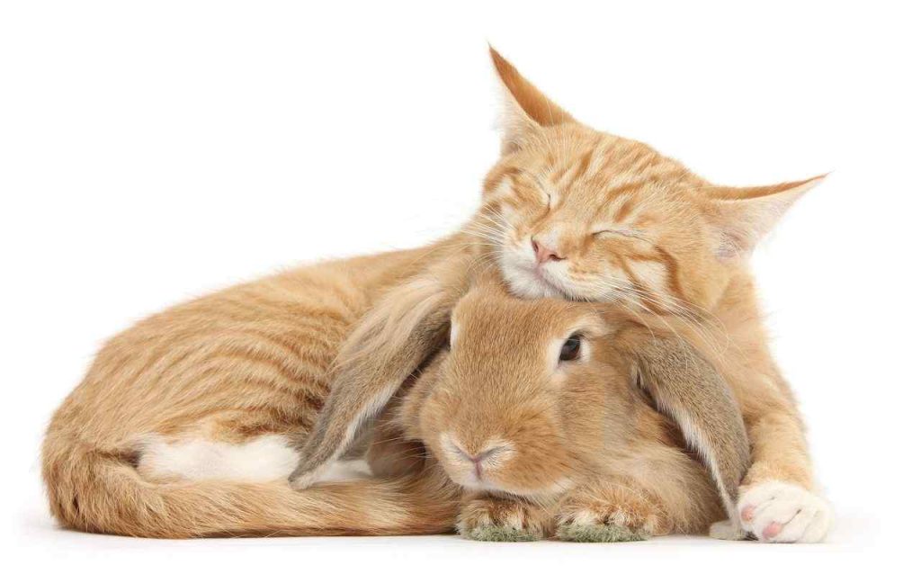Keep Cats Away From Rabbits