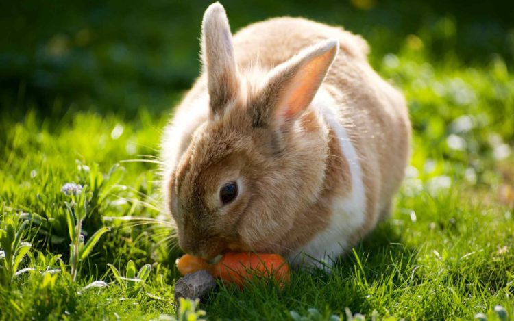 Do Rabbits Like Carrots