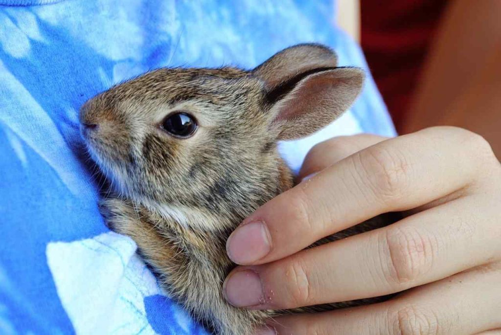Critical Care For Rabbits