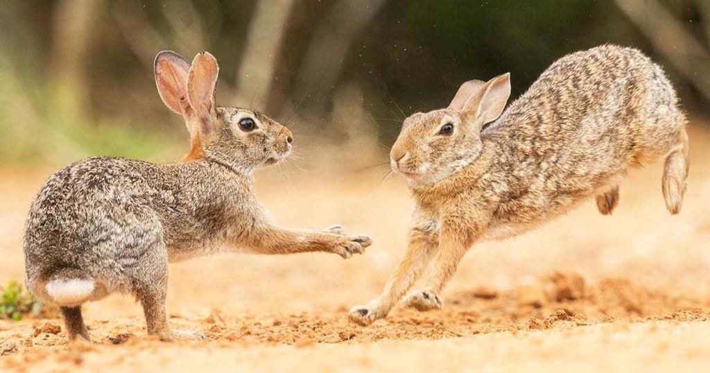 How Do Rabbits Kill Each Other