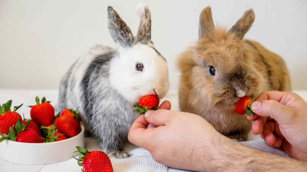 Do Rabbits Know When To Stop Eating