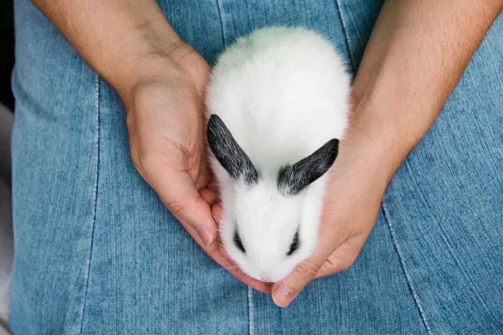 Keep Rabbits Nails Short Without Cutting