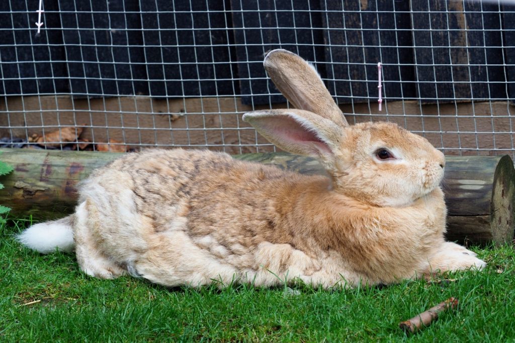 How To Care For Flemish Giant Rabbits