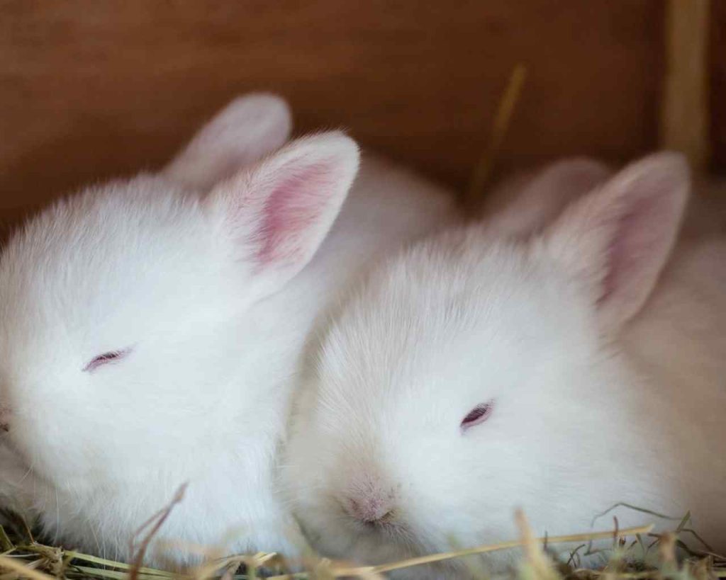 Albino Rabbits