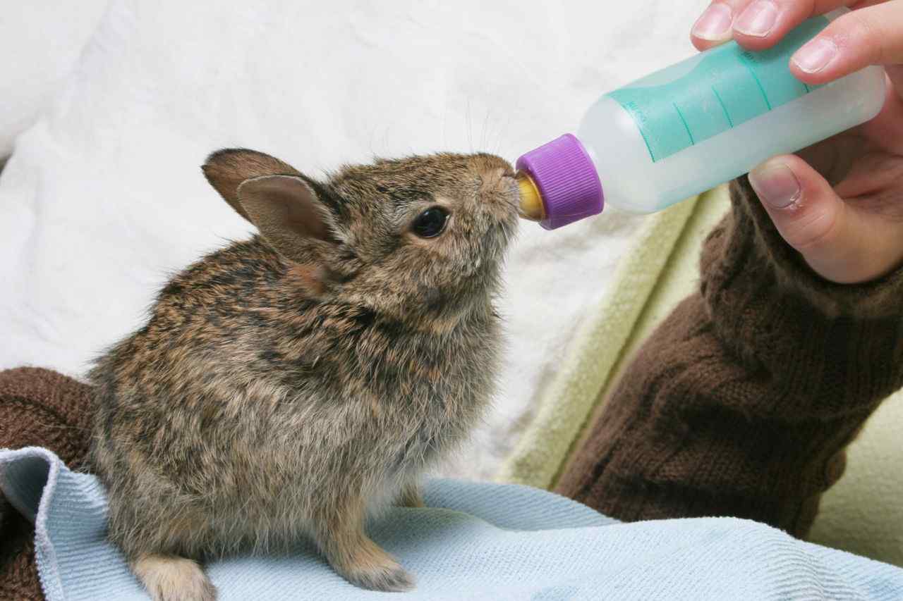 What Kind Of Milk Do You Feed Baby Rabbits